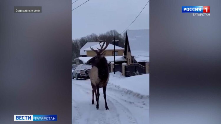 В Высокогорском районе сняли на видео оленя