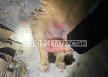 В Казани зоозащитники спасли щенка, которому живодер отрезал кусок плоти