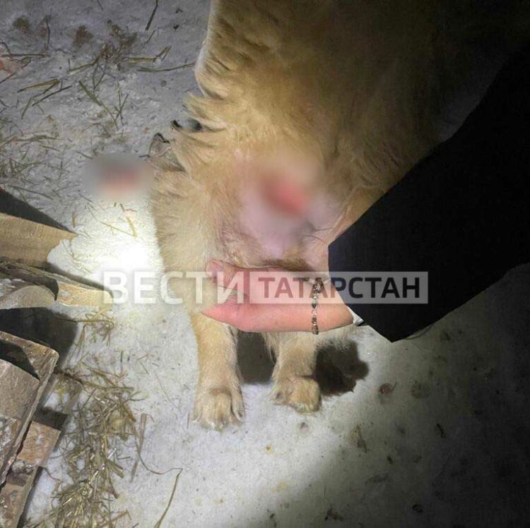 В Казани зоозащитники спасли щенка, которому живодер отрезал кусок плоти