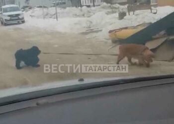 В Нижнекамске сняли на видео выгуливающих друг друга собак