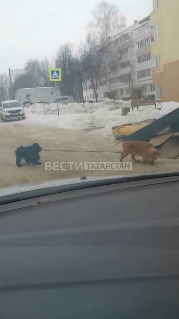 В Нижнекамске сняли на видео выгуливающих друг друга собак