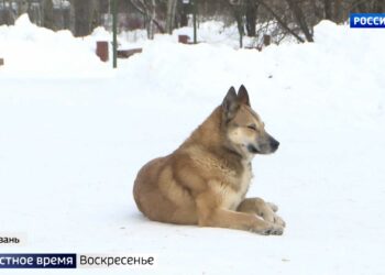 На поводке: в Татарстане разработали новые правила содержания собак