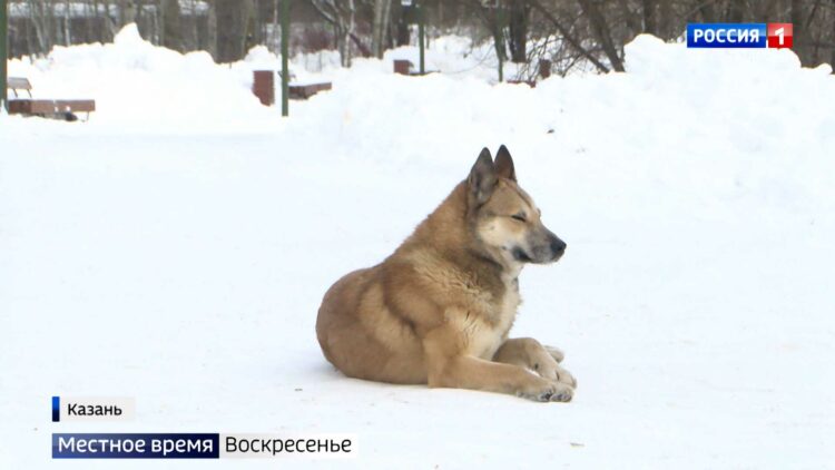 На поводке: в Татарстане разработали новые правила содержания собак