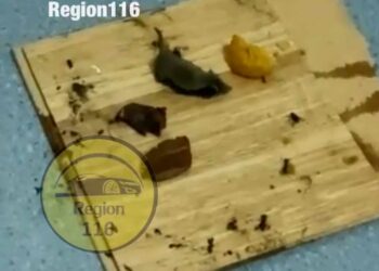 В школе Пестречинского района сняли на видео тараканов и мышь