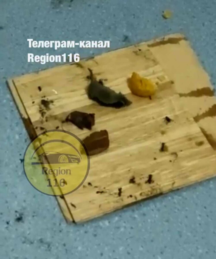 В школе Пестречинского района сняли на видео тараканов и мышь