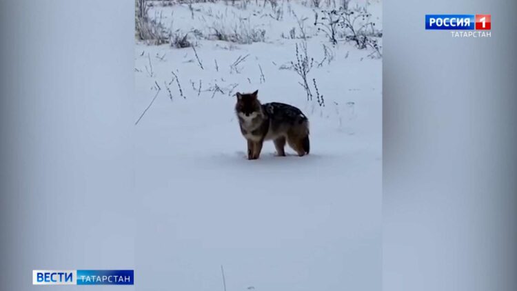 Чем дышит республика: экологи обнародовали результаты проверки предприятий Татарстана