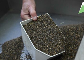 В Татарстане по нацпроекту планируют заготовить 600 кг семян хвойных пород