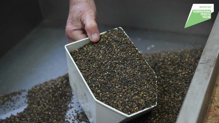 В Татарстане по нацпроекту планируют заготовить 600 кг семян хвойных пород