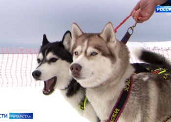 В аэропорту Казани открылся Центр приема гумпомощи для пострадавших от землетрясения в Турции