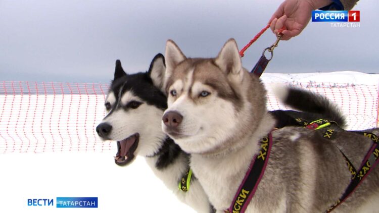 В аэропорту Казани открылся Центр приема гумпомощи для пострадавших от землетрясения в Турции