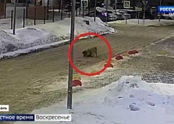 Алабай держит в страхе жителей казанского микрорайона