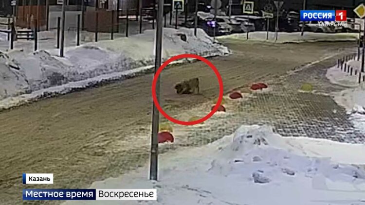 Алабай держит в страхе жителей казанского микрорайона