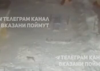 Следы рыси обнаружены на территории детского сада в Осиново
