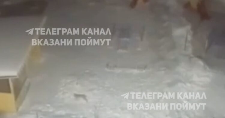На улицах Осиново заметили дикую рысь