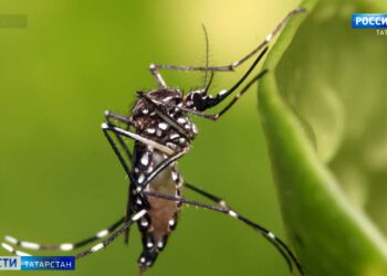 Лихорадочный отпуск: жительница Татарстана привезла из Шри-Ланки лихорадку денге