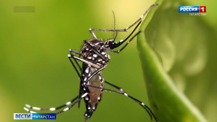 Лихорадочный отпуск: жительница Татарстана привезла из Шри-Ланки лихорадку денге