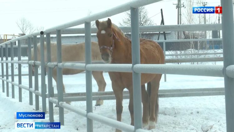 Василю Шайхразиеву показали конноспортивную школу в Муслюмове