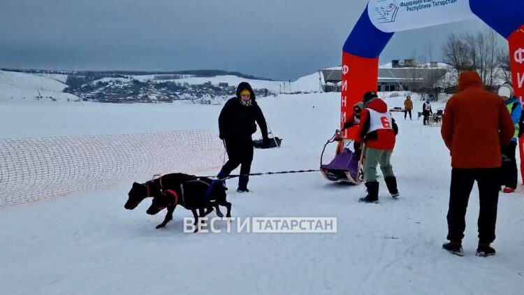 В Татарстане стартовала первая зимняя гонка на собачьих упряжках