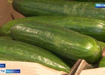 Огурцы по цене мяса: почему в Татарстане подорожали овощи