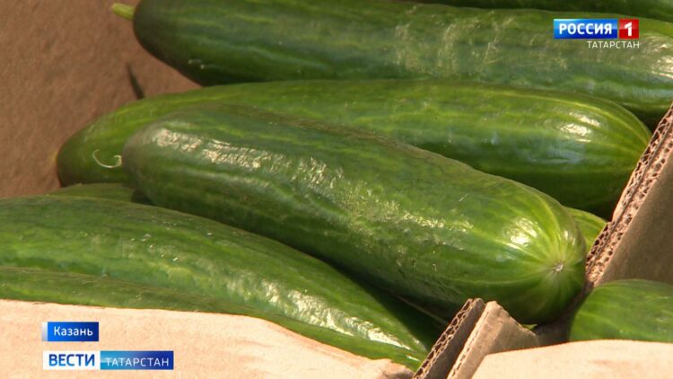 Огурцы по цене мяса: почему в Татарстане подорожали овощи
