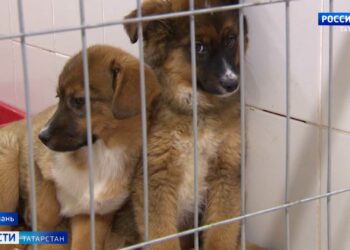 В Татарстане начинает работу федеральный проект «Защита животного мира»