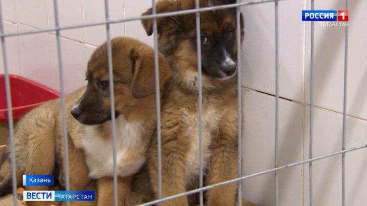 В Татарстане начинает работу федеральный проект «Защита животного мира»