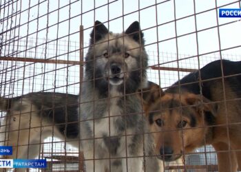 Василю Шайхразиеву показали конноспортивную школу в Муслюмове