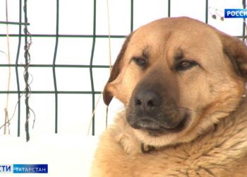 «Прошу не наказывать строго»: похитившие 15 млн из отдела Следкома РТ выступили в суде с последним словом