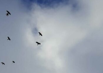 В Татарстан раньше обычного прилетели предвестники весны