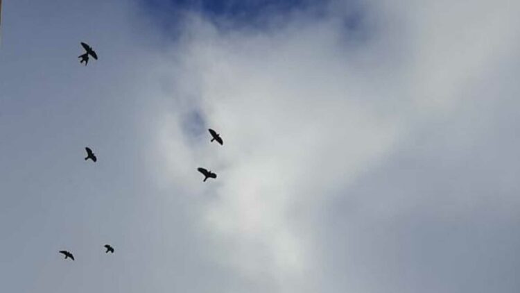 В Татарстан раньше обычного прилетели предвестники весны