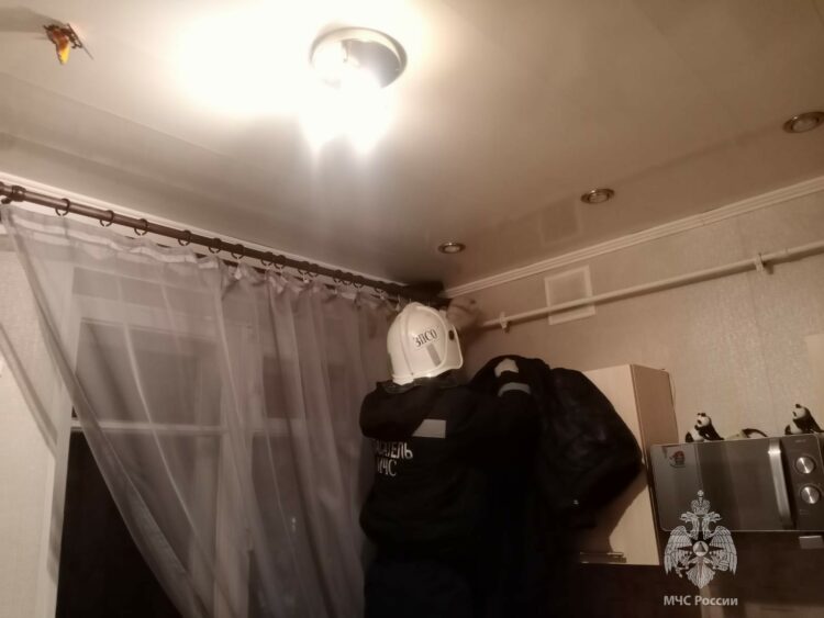 Из квартиры в Казани спасатели выгнали ворону, напугавшую пенсионерку с внуком