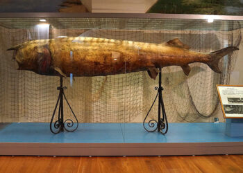 В Казани в Национальном музее республики выставят 960-килограммовую белугу