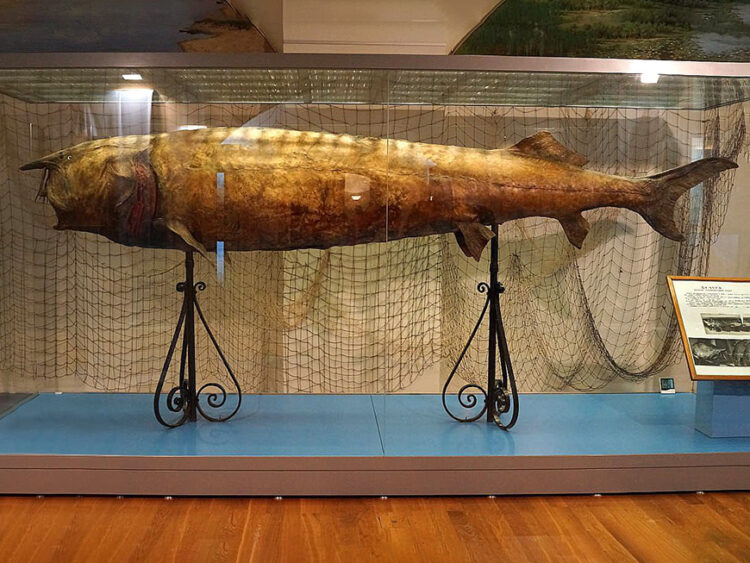 В Казани в Национальном музее республики выставят 960-килограммовую белугу