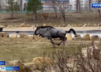 В Казанском зоопарке антилопы устроили гонки