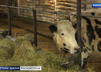 Торты, сухоцветы, мастер-классы, квесты: выбираем оригинальный подарок на 8 марта