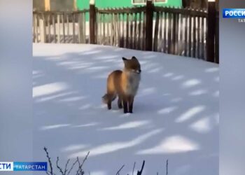 К жителю Чистополя во двор заглянула лиса