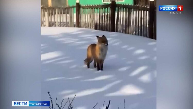К жителю Чистополя во двор заглянула лиса