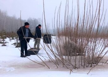 В лесных питомниках Татарстана по нацпроекту проводят «чернение снега»