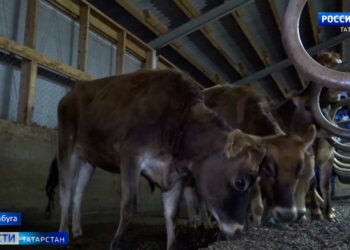 В Елабужский район завезли нетелей породы джерси из Дании