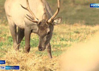 Разрешение на охоту можно будет оформить в мобильном приложении с мая