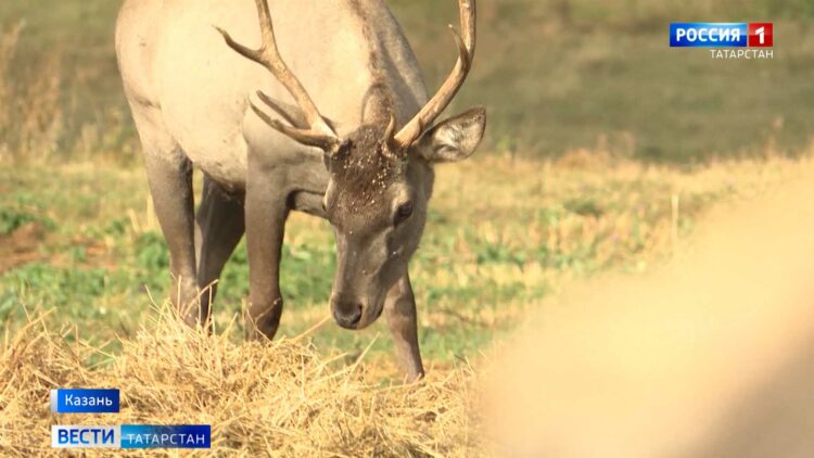 Разрешение на охоту можно будет оформить в мобильном приложении с мая