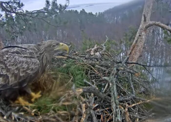 В Национальный парк «Нижняя Кама» прилетела семья орланов-белохвостов