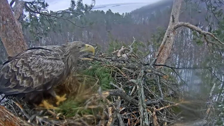 В Национальный парк «Нижняя Кама» прилетела семья орланов-белохвостов