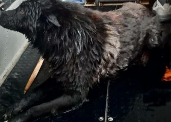 В Зеленодольском районе спасли собаку, провалившуюся под лед