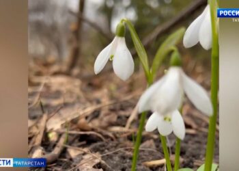 В ботаническом саду Казани зацвели подснежники