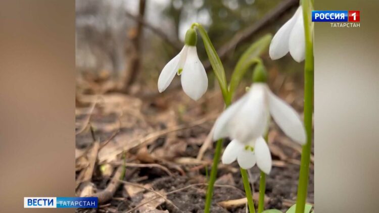 В ботаническом саду Казани зацвели подснежники