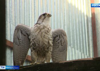 В Татарстане возродят популяцию сокола-балобана