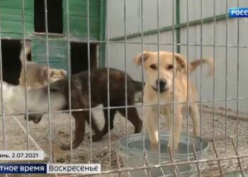 В Набережных Челнах усилят отлов бродячих собак