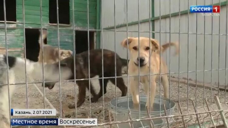 В Набережных Челнах усилят отлов бродячих собак