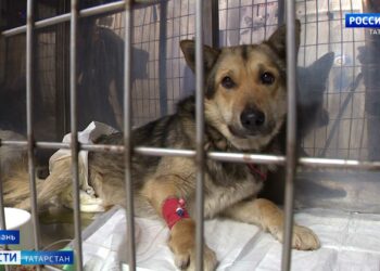 «Очень неприятная ситуация»: машину женщины в Казани разбила глыба, упавшая с моста